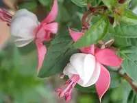 Fuchsie.webp