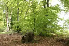 Waldspaziergang.webp