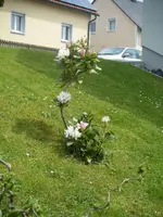 DSCF6591.webp