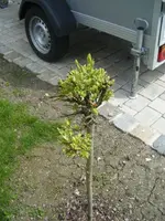 DSCF6594.webp