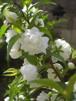 CIMG9606.webp