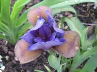 IMG_whats again_1024x768.webp