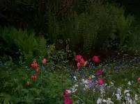 CIMG7781.webp