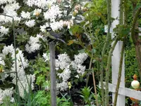 SDC10971.webp