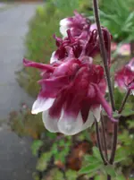 CIMG7793.webp
