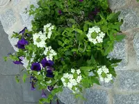 Blumen.webp