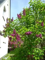 Flieder.webp