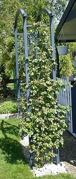 knospig 200 cm_klein.webp
