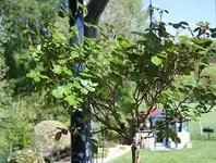 schon sehr knospig_klein.webp