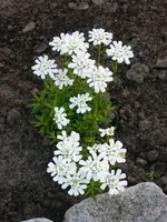 Schleifenblume.webp