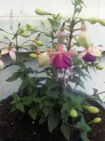 HPIM4409.webp