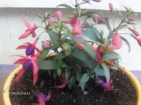 HPIM4408.webp