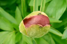 pfingstrose_neu.webp