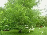 Lieblingsbaum im Garten.webp