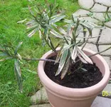 oleander.webp