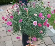 Hochstamm-Margerite in pink_klein.webp