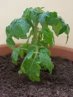 CIMG3210.webp