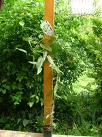 DSCF0788.webp