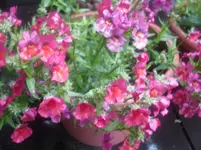 SDC10363.webp