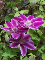 100_2337.webp