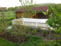 Buschtomaten_IMG_1040.webp