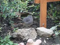 P1060550.webp