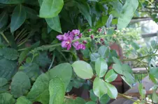 DSC02955.webp