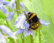 Bumble Bees 030v.webp