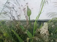 was für eine Tulpenart ist das - blüht zum gleichen Zeitpunkt wie die Winterlinge.webp