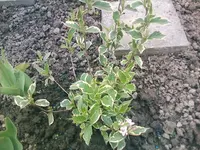 Millionen Weigelie - 18.05.2010.webp