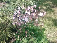 Akelei - 18.05.2010.webp