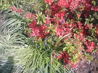 Chinarose - 18.05.2010.webp