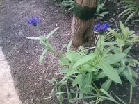 Kornblumen - 18.05.2010.webp