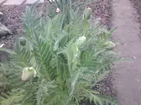 Mohn - 18.05.2010.webp