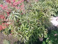 Pfingstrose1 - 18.05.2010.webp