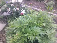 Pfingstrose2 - 18.05.2010.webp