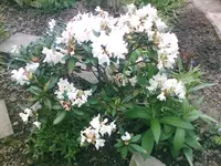 Rhododendron - 18.05.2010.webp
