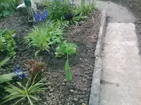 standhafte letzte Tulpe und neue Akelei - 18.05.2010.webp