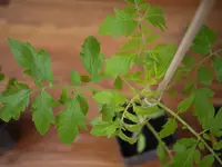 P1030280.webp