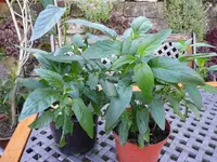 Pepinos.webp