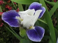IMG_boo_1024x768.webp