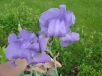 Iris1.webp