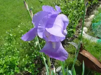 Iris2.webp