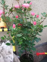 stammrose.webp