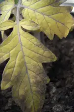 RIMG0152.webp