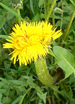 Lwenzahndrilling.webp