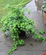 Kletterhortensie 2.webp