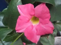 Dipladenia.webp