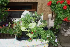 Wagenhüpfer 19.05 10 (4).webp