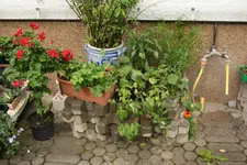 Wagenhüpfer 19.05 10 (12).webp